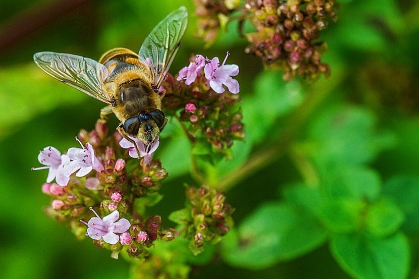 Abeja polinizando una flor bajo una pérgola de jardín