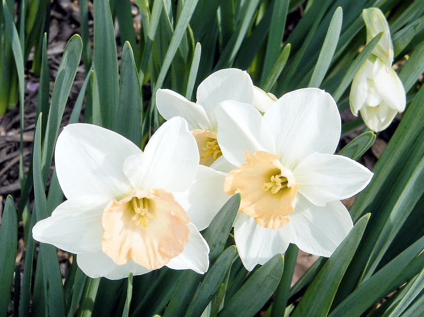 Narcisos