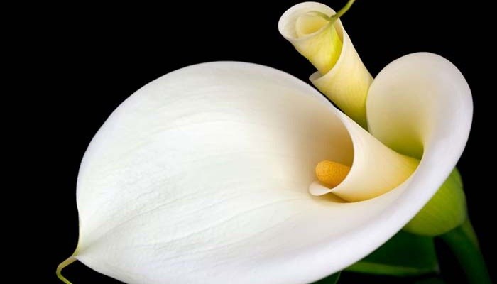 Flor de alcatraz