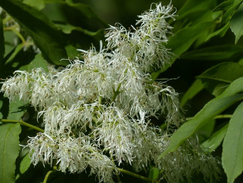 Floración blanca y perfumada del fresno de flor, Fraxinus ornus