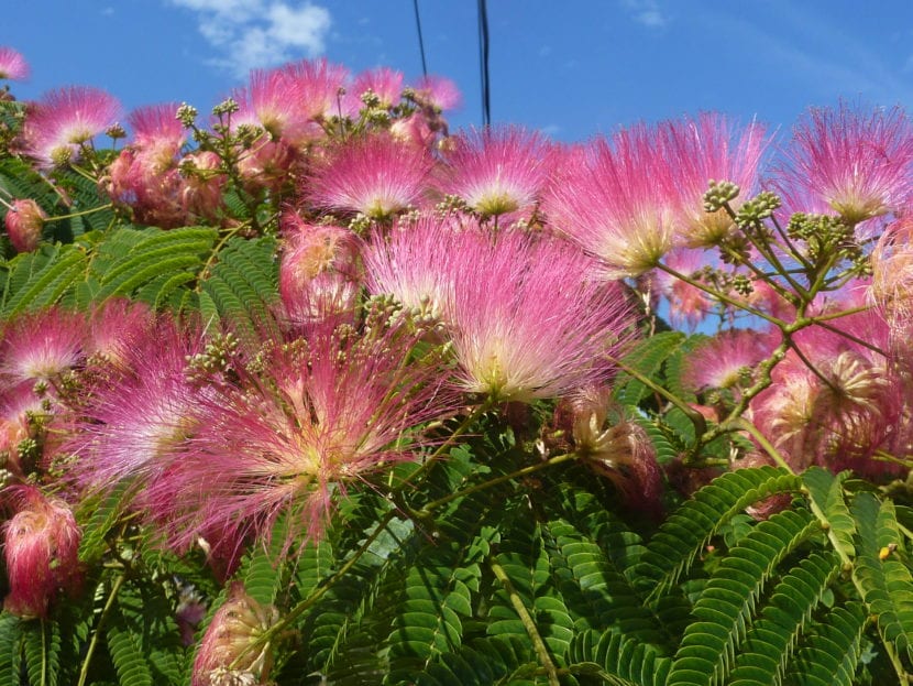 Flores rosadas de Albizia julibrissin