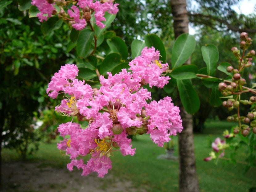 Árbol de Júpiter en plena floración estival