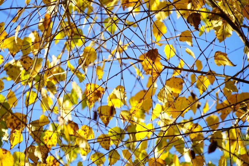 Abedul en otoño con el follaje amarillo