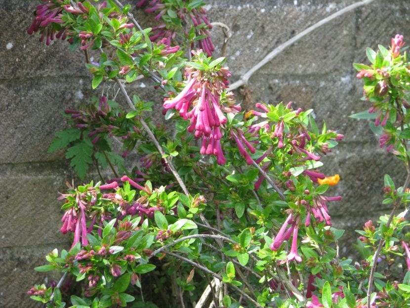 Mata de Abelia floribunda con ramas arqueadas y follaje perenne