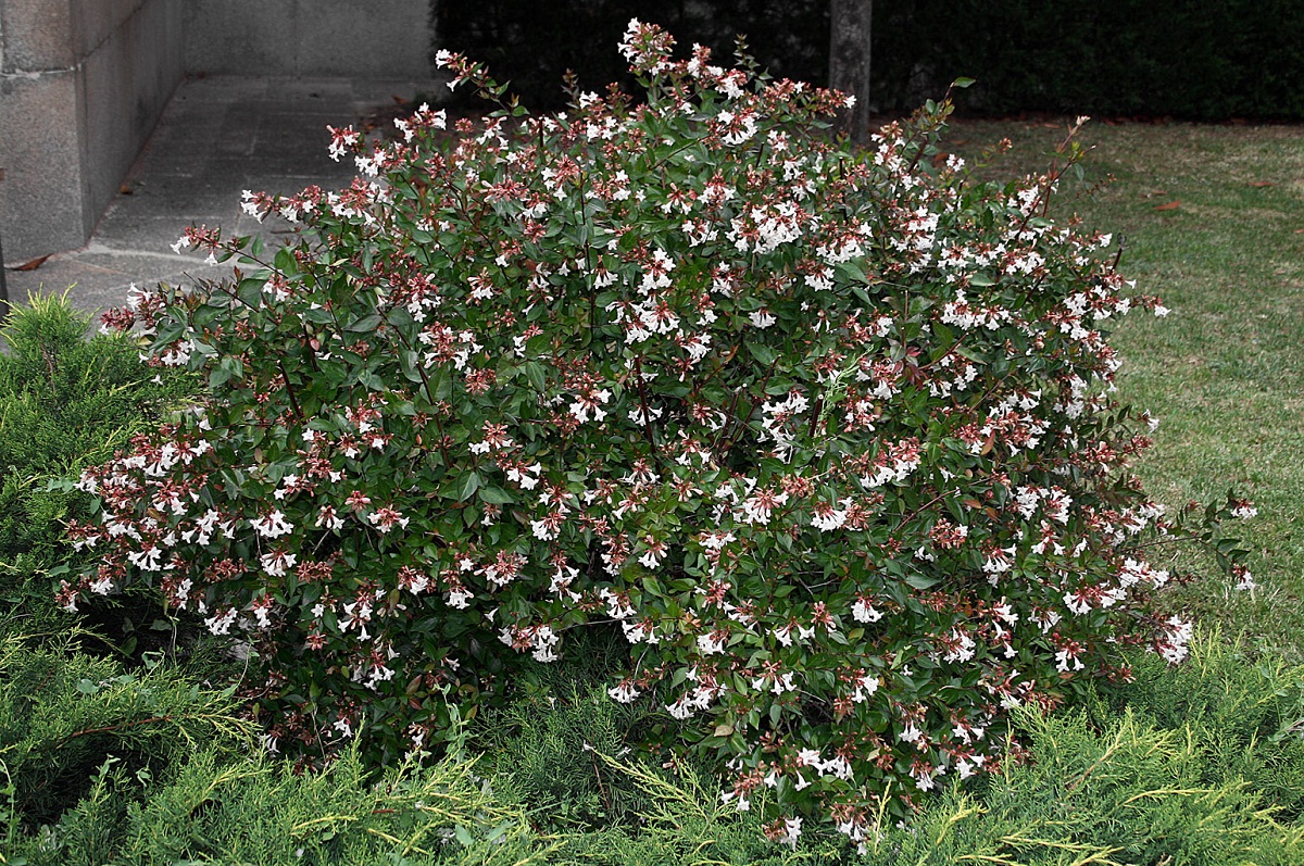 Abelia grandiflora: cultivo, poda correcta y esquejes