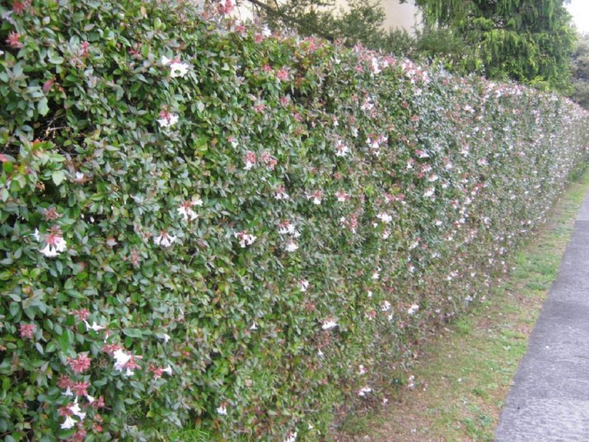 Seto de abelia recortado cubierto de flores pequeñas