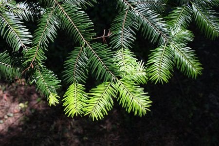 Acículas planas y peinadas de Abies grandis con las bandas blancas del envés
