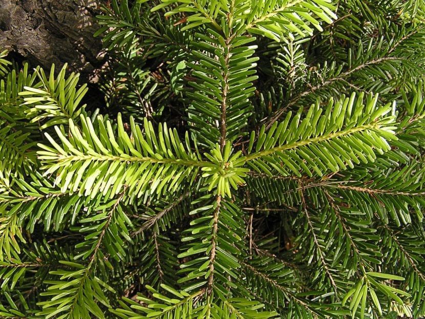 Acículas de Abies nordmanniana con las bandas blancas del envés