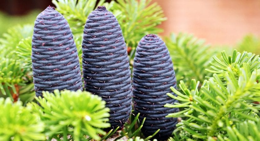 Piñas maduras de Abies koreana sobre la rama