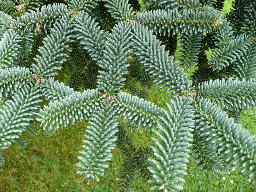 Acículas radiales y rígidas del Abies pinsapo