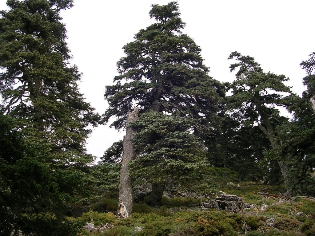 Pinsapo (Abies pinsapo): cultivo, suelo, riego y poda
