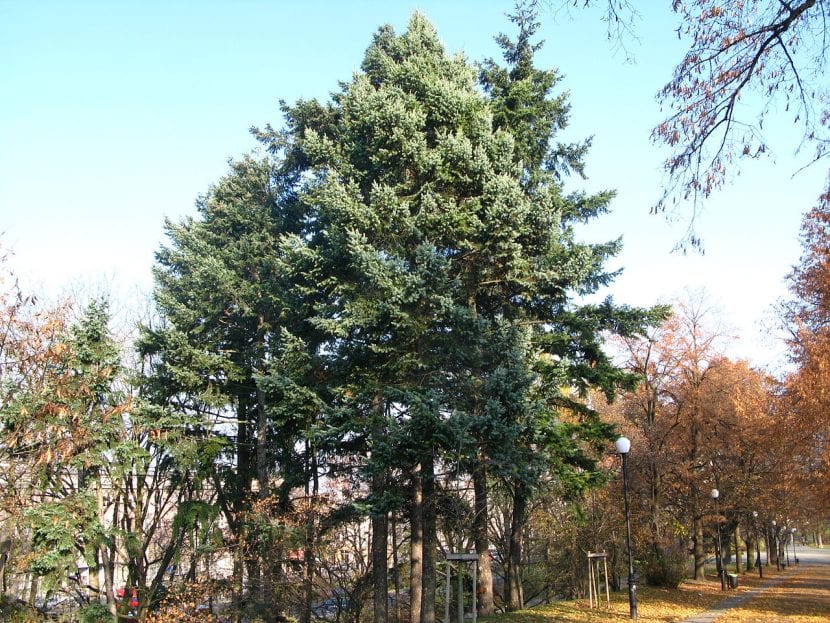 Ejemplares de Pseudotsuga menziesii, el abeto de Douglas