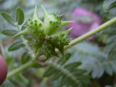 Planta de abrojo o Tribulus terrestris creciendo pegada al suelo