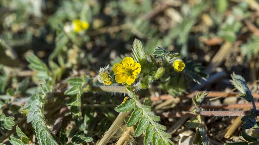 Abrojo (Tribulus terrestris): identificarlo y controlarlo