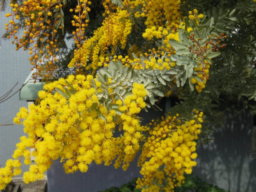 Acacia baileyana con su follaje bipinnado de color azul plateado