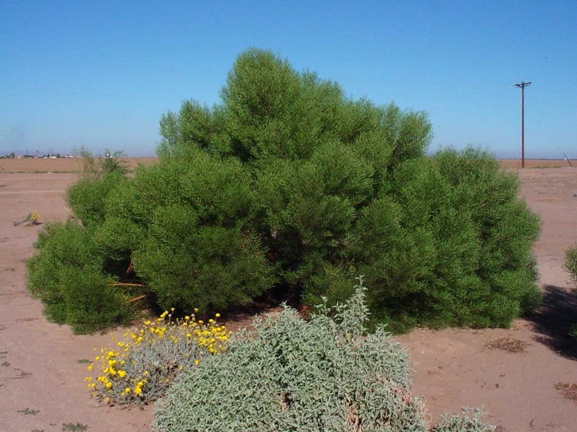 Matorral denso de acacia colonizando un arenal costero