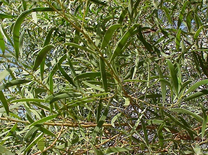 Filodios alargados y coriáceos de Acacia cyclops