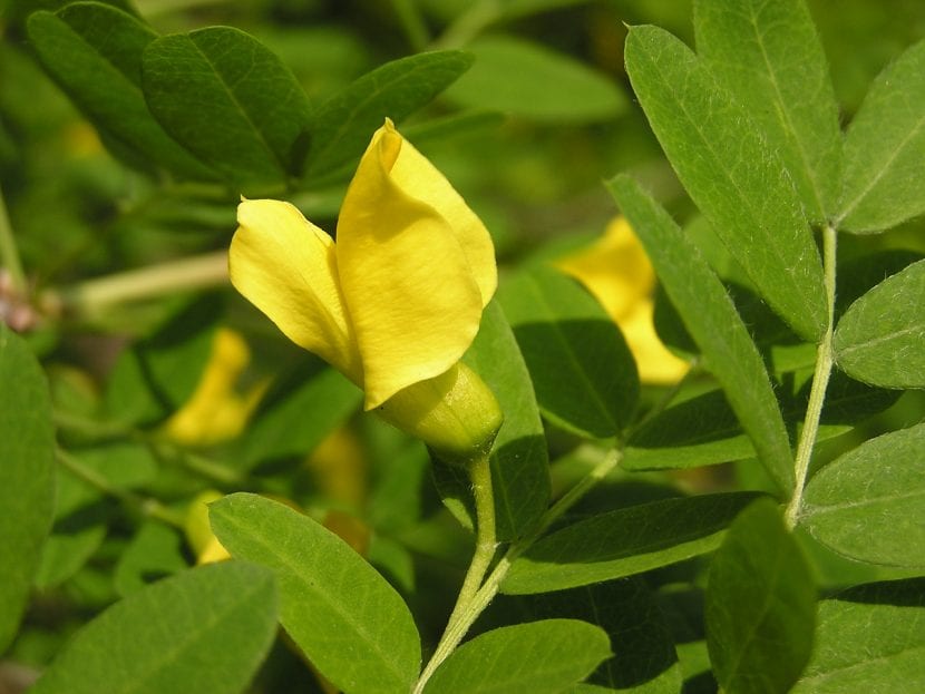 Flores amarillas de Caragana arborescens