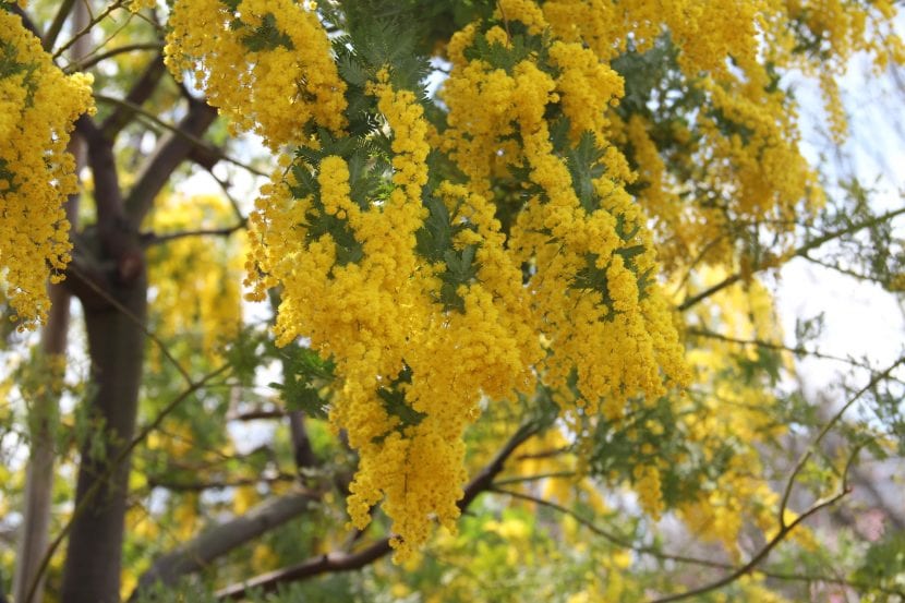 Ejemplar adulto de Acacia dealbata en flor