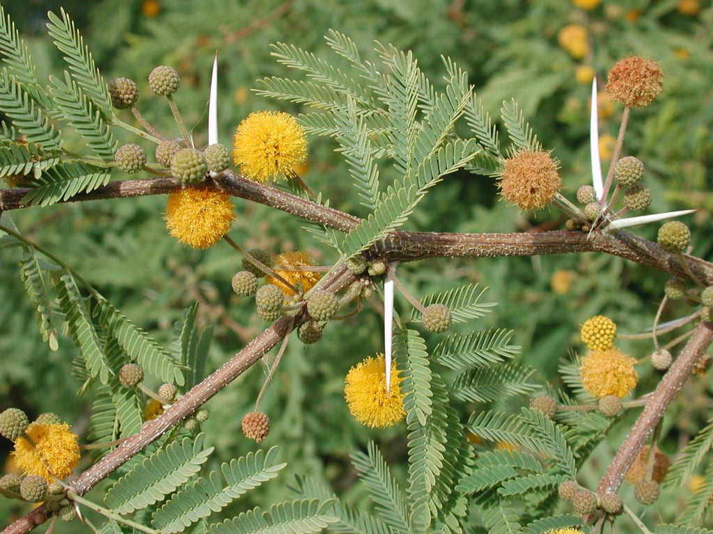 Acacia farnesiana o aromo: cultivo, poda y riego paso a paso