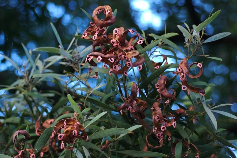 Semillas negras de acacia negra con su funículo anaranjado