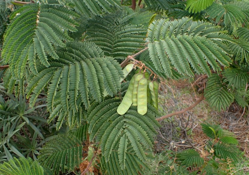 Follaje bipinnado de Paraserianthes lophantha, la acacia plumosa