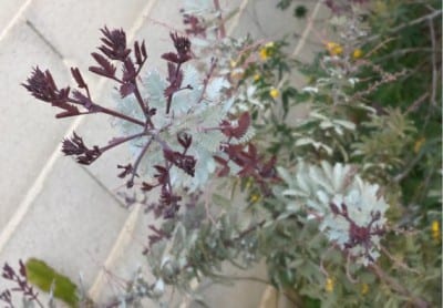 Acacia farnesiana Atropurpurea, la acacia de flor púrpura