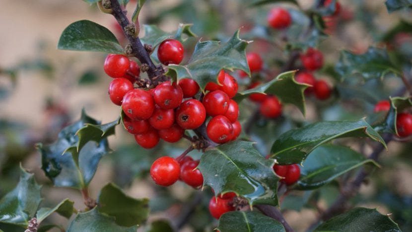 Frutos rojos del acebo maduros en la rama