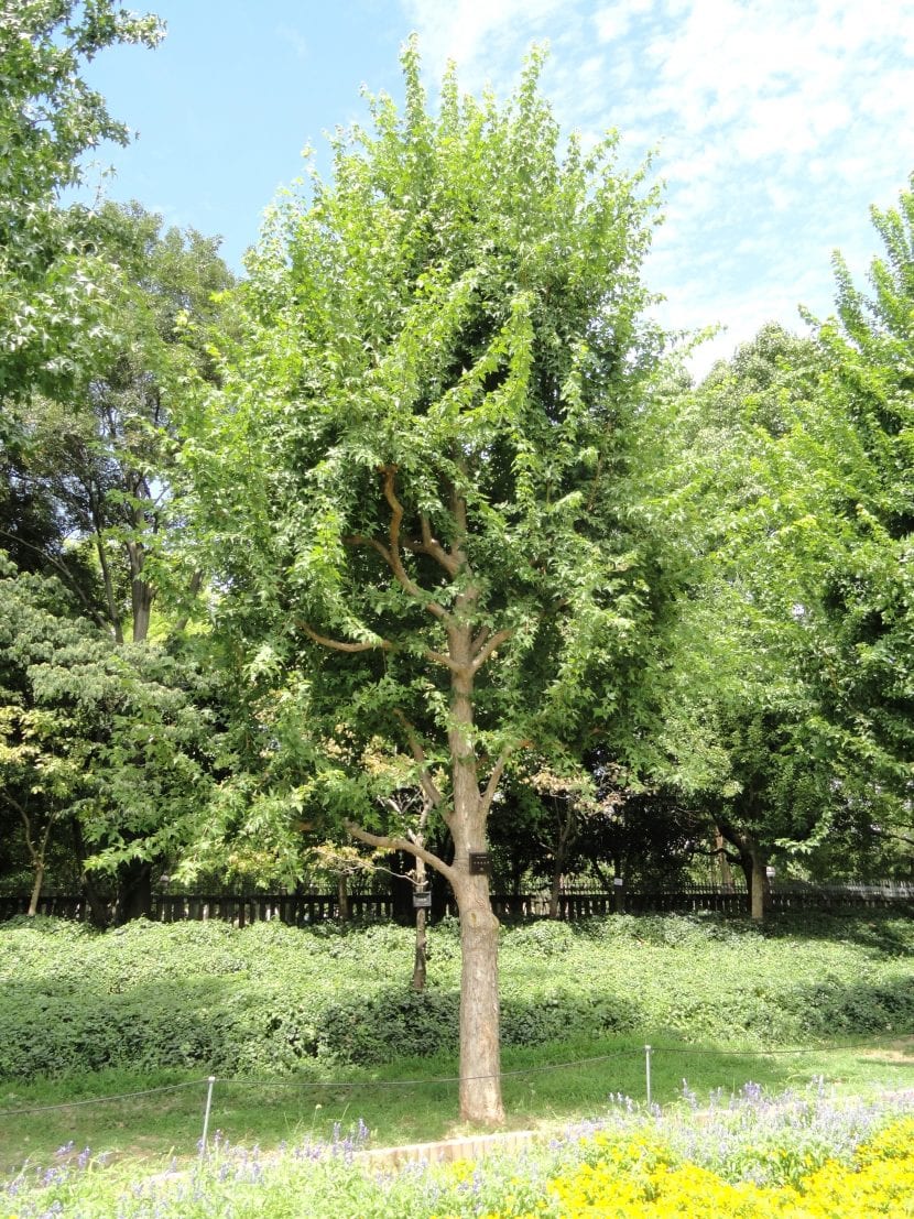 Ejemplar joven de Acer buergerianum con copa redondeada