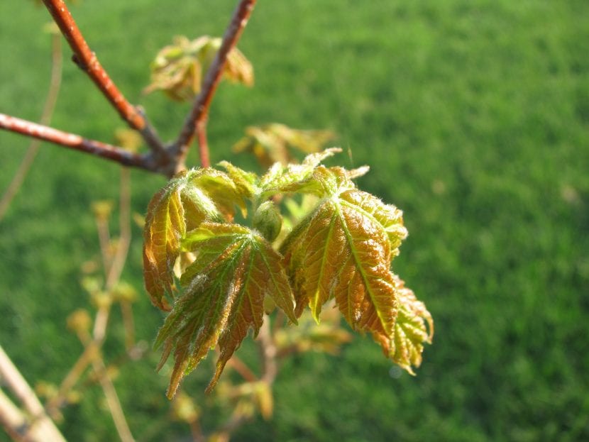 Detalle de las hojas lobuladas del Acer x freemanii