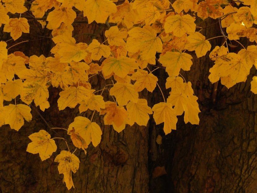 Acer opalus con la hoja teñida de amarillo dorado en otoño
