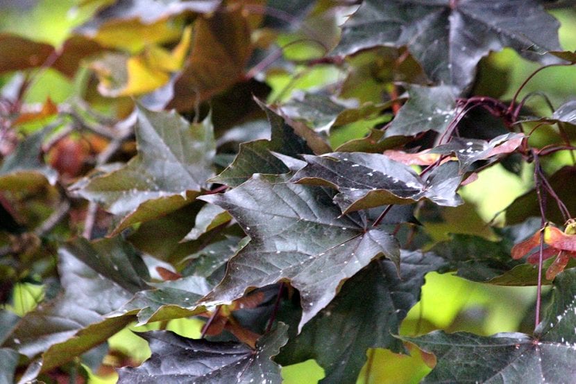 Hojas púrpura oscuras del Acer platanoides Crimson King