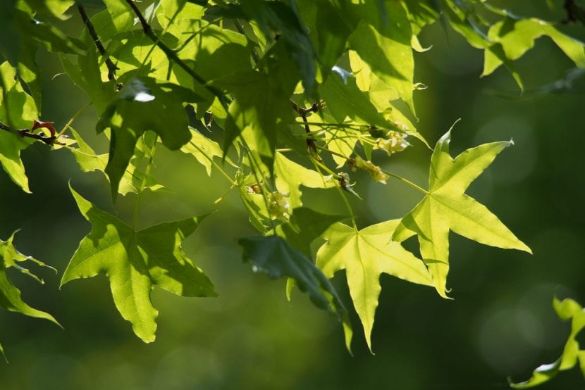Hojas palmeadas de cinco lóbulos del Acer truncatum