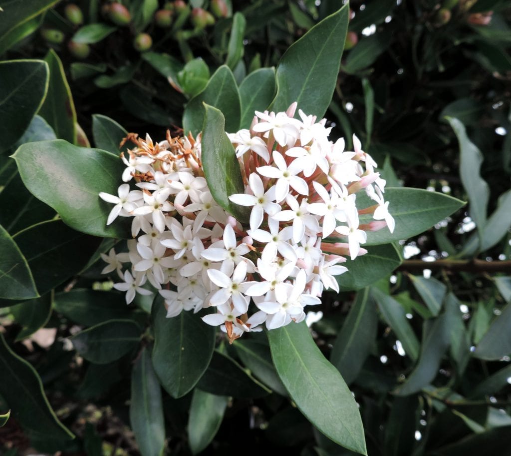 Acocantera: cultivo, cuidados y toxicidad del arbusto