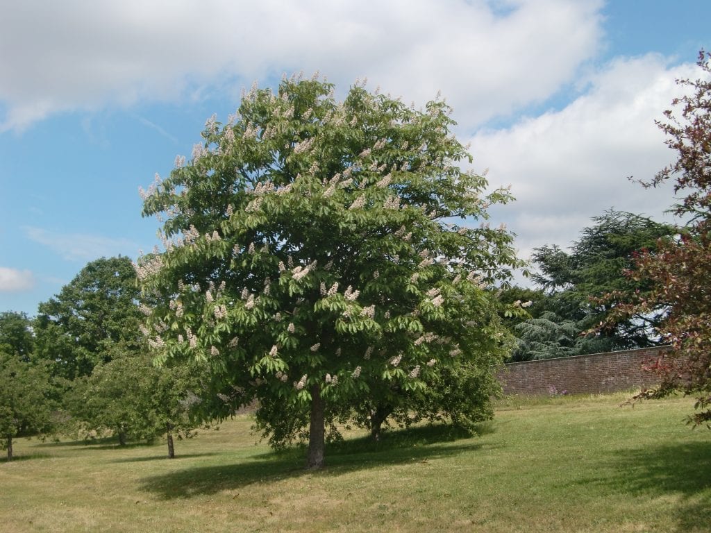 Aesculus turbinata: guía del falso castaño japonés