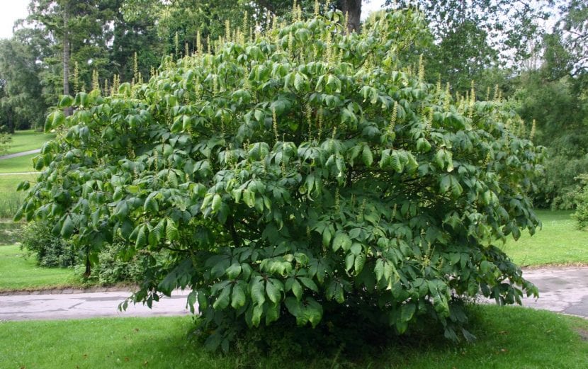 Floración estival de Aesculus parviflora