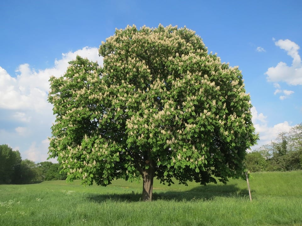 Aesculus: especies, cultivo y cuidados del castaño de Indias