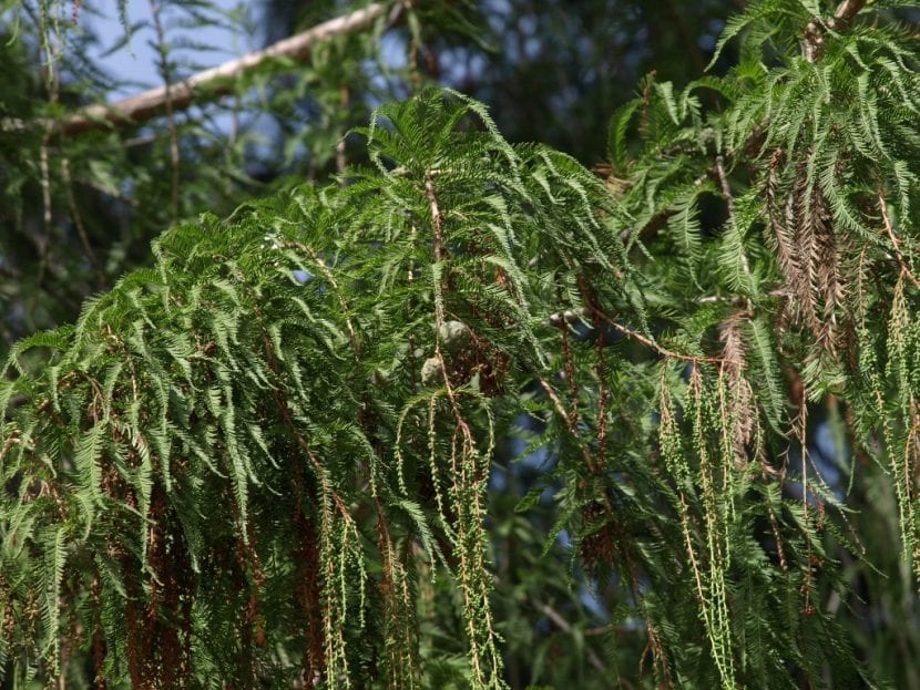 Follaje linear y verde claro del Taxodium mucronatum