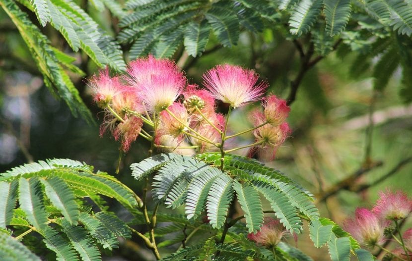 Albizia julibrissin en floración