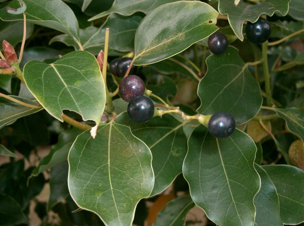 Hojas brillantes y trinervadas del alcanforero