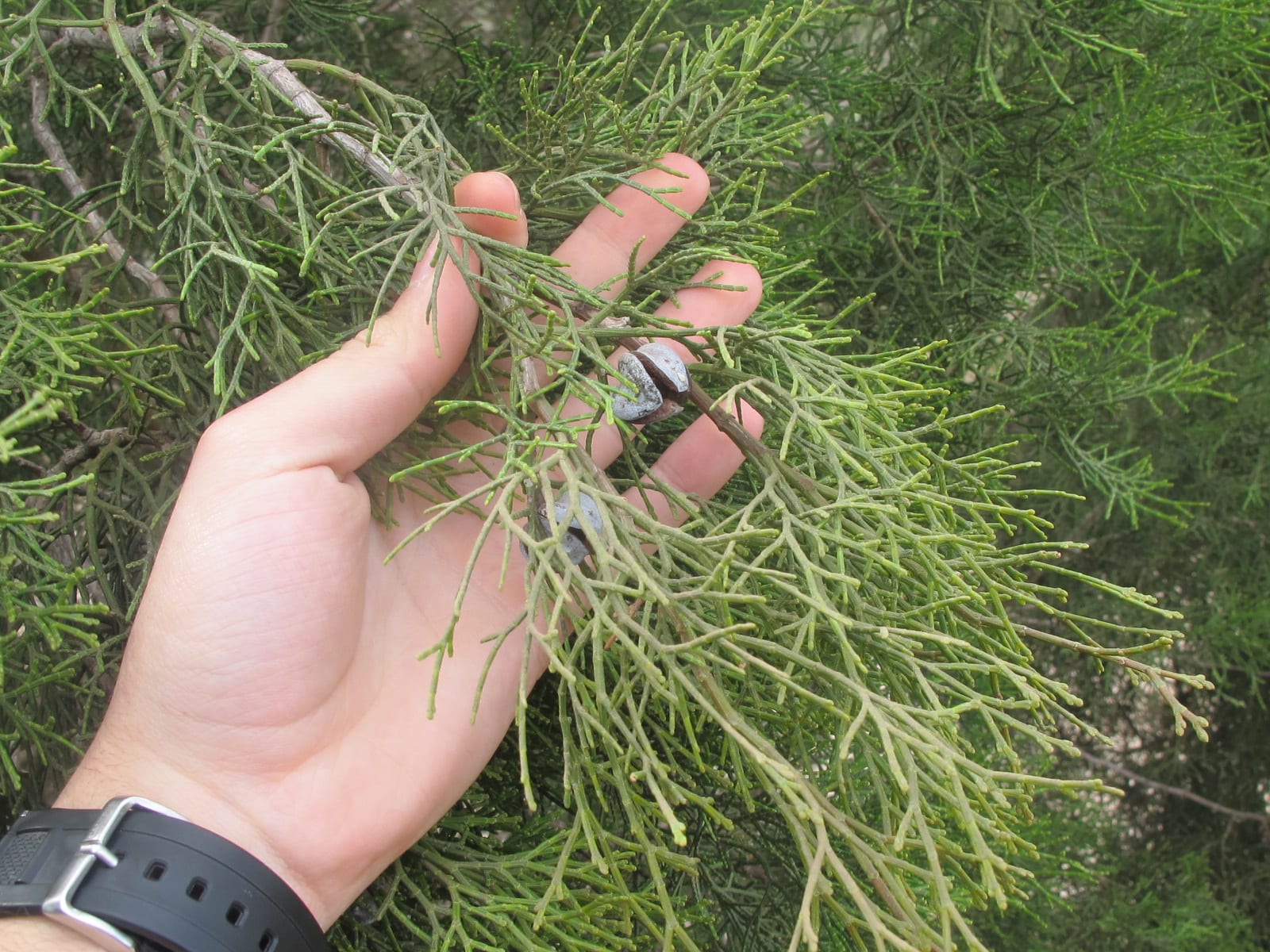 Alerce africano (Tetraclinis articulata): cultivo y cuidados