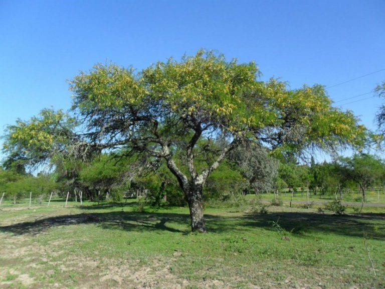 Algarrobo adulto con su copa densa y perenne