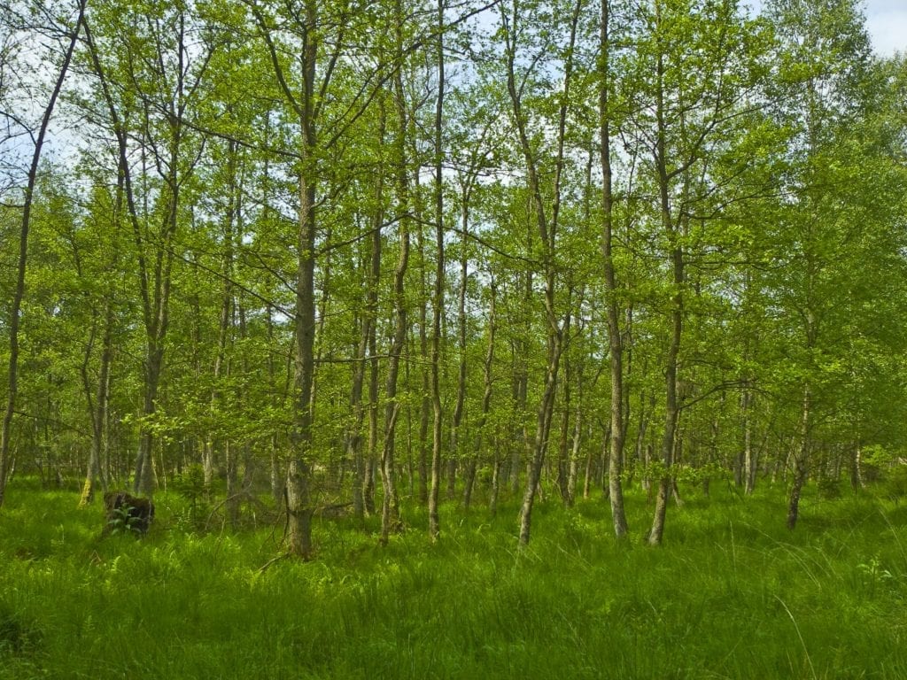 Aliso (Alnus): características, cuidados y usos del árbol