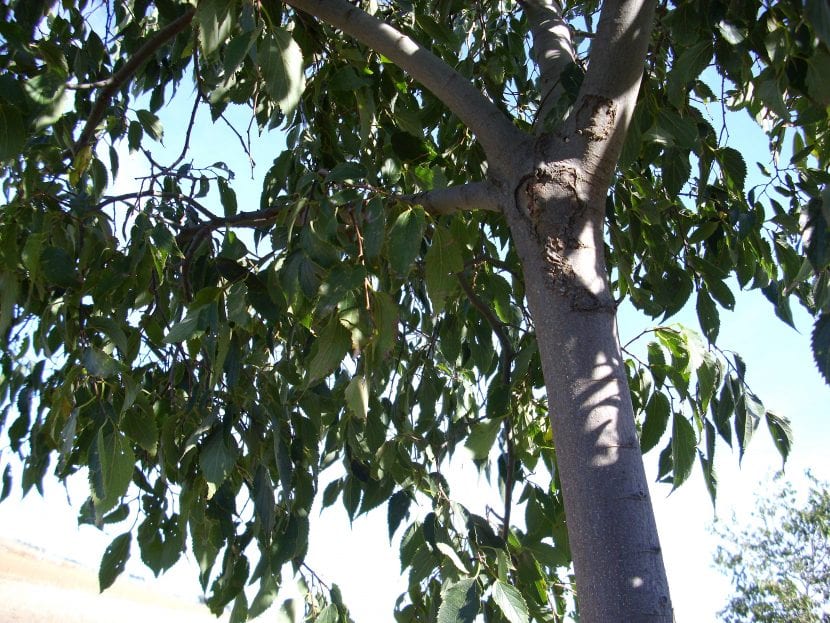 Ejemplar adulto de almez, Celtis australis, con la copa cubierta de hojas