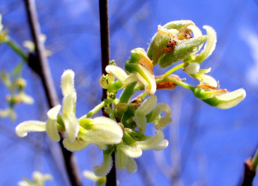 Detalle de las flores verdosas del almez en primavera