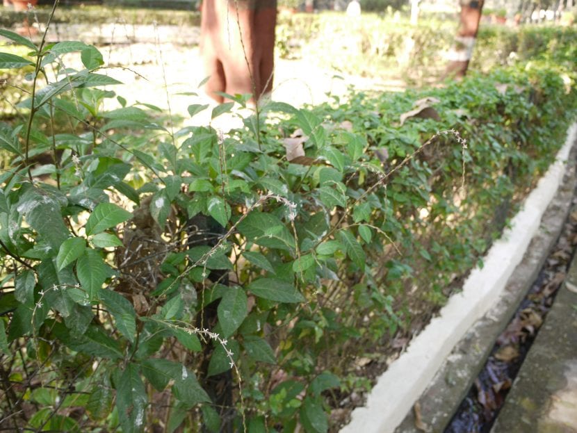 Mata de Petiveria alliacea o anamú con sus hojas ovaladas