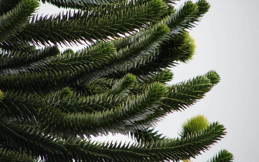 Detalle de las hojas triangulares y punzantes de Araucaria araucana