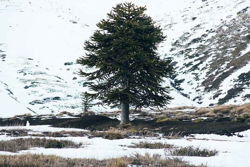 Ejemplar adulto de Araucaria araucana con su porte característico