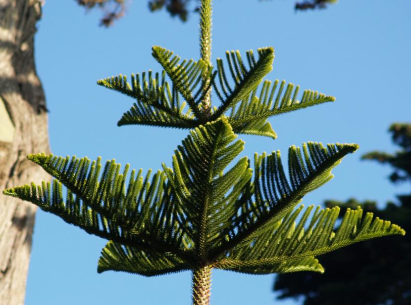 Pino de pisos: cultivo y cuidados de la araucaria