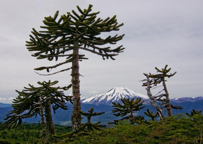 Plantas jóvenes de araucaria cultivadas en maceta